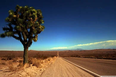 Joshua Tree Camping   Wallpaper.