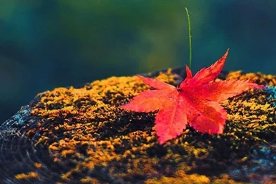 iPhone 5 Wallpapers HD Retina Ready, Stunning Wallpapers