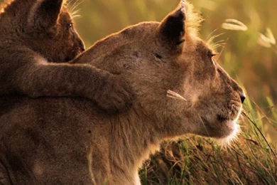 Free Wallpapers For IPhone, IPad, IPod Touch, Apple Watch And More!