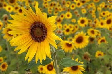 Sunflowers Summer Windows 7 And 8 Theme