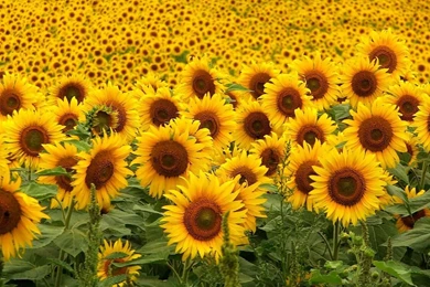 Sunflowers Wallpapers