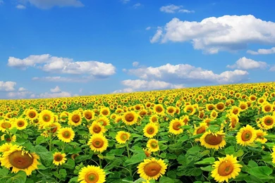 Sunflower Wallpapers Desktop Backgrounds