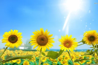 Sunflowers Wallpapers   Flower Wallpapers