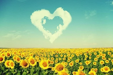 Top Love Sunflowers Landscapes Images For Pinterest