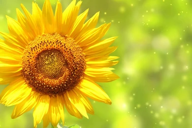 Sunflower Wallpapers Full HD