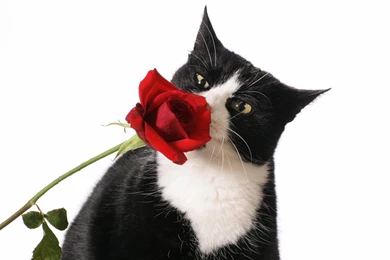 HDscreen: Cats Roses Tuxedo Desktop Bakcgrounds