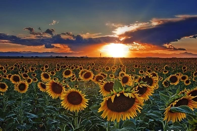 Sunflowers Wallpapers