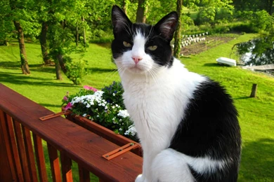 Tuxedo Cat Cute Wallpaperfor Desktop