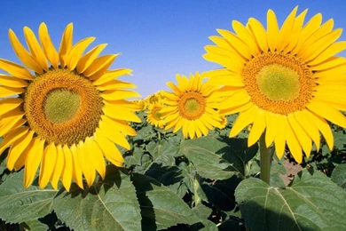 Sunflower   Flower Wallpapers   Crazy Frankenstein