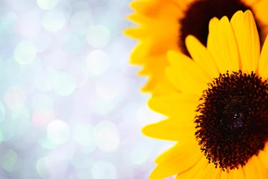 Sunflower Wallpapers Free