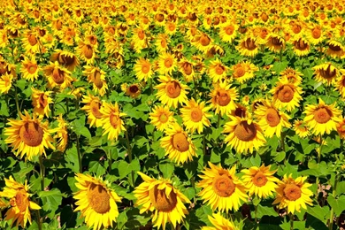Sunflower Wallpapers