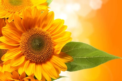 Sunflower Desktop