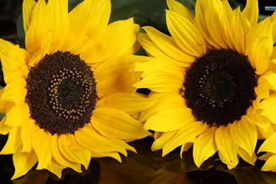 Sunflowers Wallpapers   Flower Wallpapers