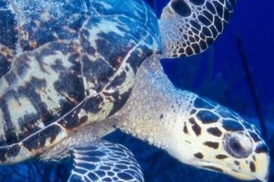 iPhone 5 Wallpapers HD Retina Ready, Stunning Wallpapers