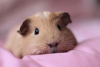 Guinea Pig Wallpapers 8   HD Wallpaper Backgrounds