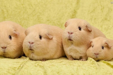 Guinea Pig Wallpapers   Animal Wallpapers