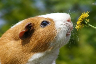 Funny Guinea Pig Photos   Wallpapers HD Base