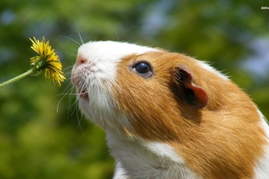 Guinea Pig Smelling Dandelion Wallpapers   Animal Wallpapers