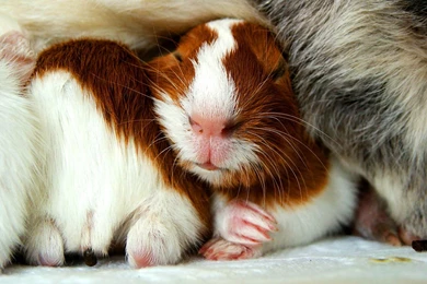 Guinea Pig Wallpapers   Animals Town