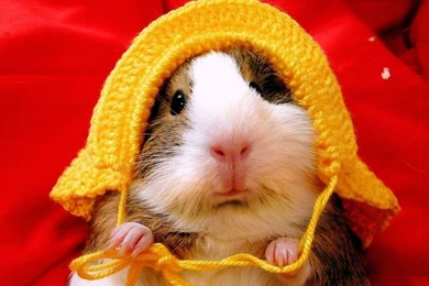 Guinea Pig Wallpapers