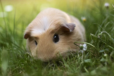 Guinea Pig   Guinea Pigs Wallpapers (38684948)   Fanpop
