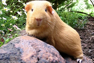 Free Wallpapers Guinea Pig In Grass In Garden