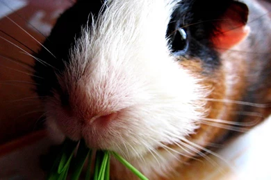 Guinea Pig Wallpapers And Backgrounds   Animals Town