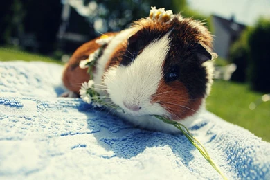 Guinea Pig Wallpapers   Free Wide HD Wallpapers