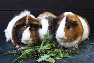 Guinea Pigs   Guinea Pigs Wallpapers (15107594)   Fanpop
