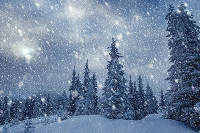 Heavy Snowing In The Forest Wallpapers
