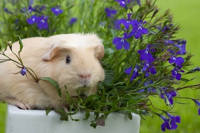 Guinea Pig Definition