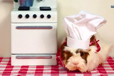 What's Cooking Guinea Pig Wallpapers
