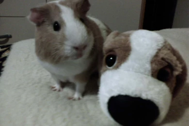 Guinea Pigs   Guinea Pigs Wallpapers (15107497)   Fanpop