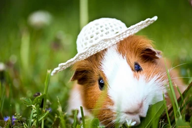 Guinea Pig Computer Wallpapers, Desktop Backgrounds