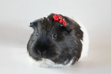 Guinea Pig Computer Wallpapers, Desktop Backgrounds