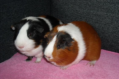 Guinea Pig Wallpapers   Barbaras HD Wallpapers