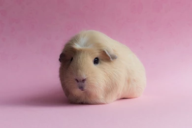 Guinea Pig Computer Wallpapers, Desktop Backgrounds