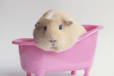 Guinea Pig Computer Wallpapers, Desktop Backgrounds