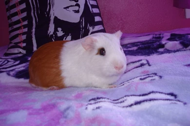 Guinea Pigs   Guinea Pigs Wallpapers (15107610)   Fanpop