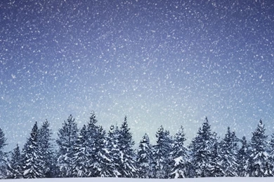 Snowing On The Fir Forest Wallpapers   Nature Wallpapers