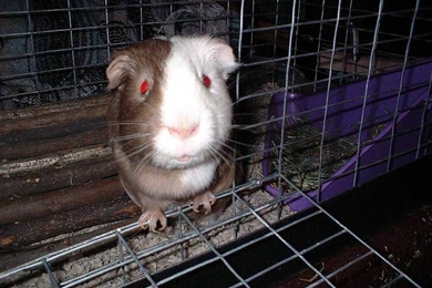 Guinea Pigs   Guinea Pigs Wallpapers (15107578)   Fanpop