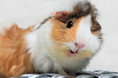 Guinea Pig Spotted Furry Hd Wallpapers