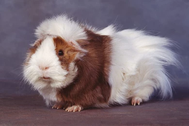 Free Wallpapers Guinea Pig Long Haired