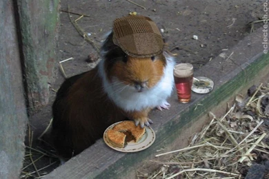 Guineapigpintpie1024x768.jpg