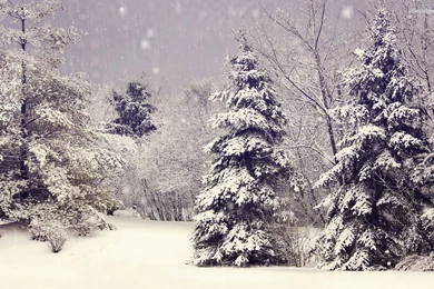Snowing In The Forest Wallpapers