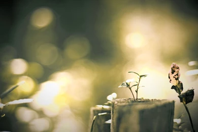 Download Blurred HD 7589 1920x1200 Px High Resolution Wallpapers ...