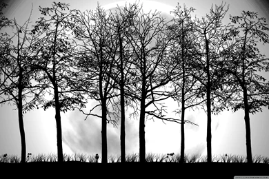 Tree Silhouette Wallpapers