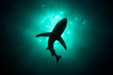 Underwater Shark Silhouette Wallpaper.jpg