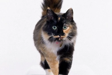 Cool Cat Wallpapers >> Backgrounds With Quality HD