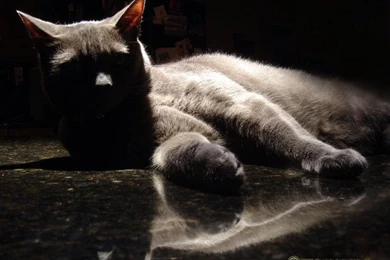 Cool Cat Wallpapers 1280x1024 By RosiesAnimalHouse On DeviantArt